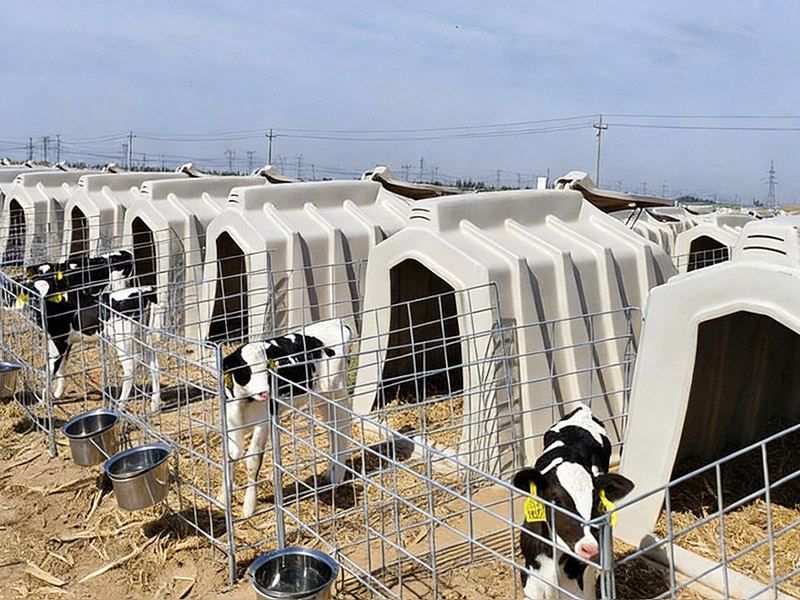 Calf Huding